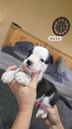 Bulldog xBorder Collie pups for sale