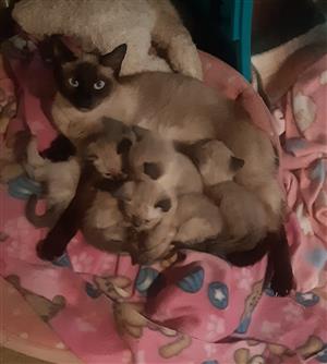 Siamese Kittens