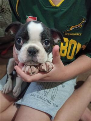 Boston Terriers puppies available