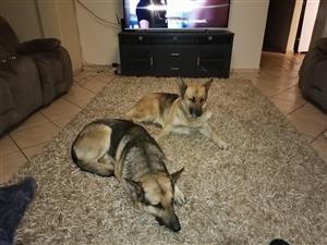German Shepherd Dogs For Sale In Dogs And Puppies In Kempton Park Junk Mail