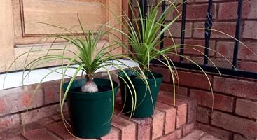 Ponytail Palm Plants