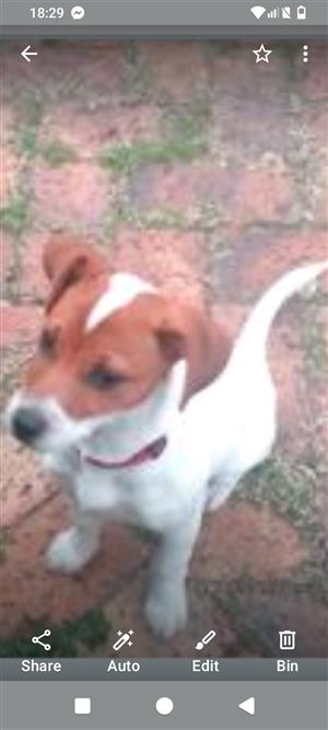 Jack Russell  for sale 