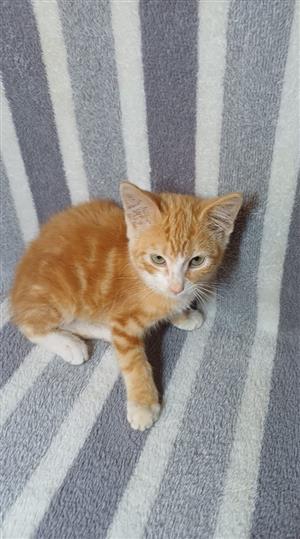 Ginger kitten 