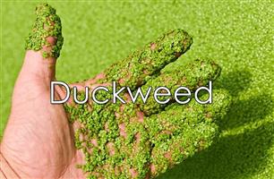 Duckweed For Ponds And Aquariums - For Sale