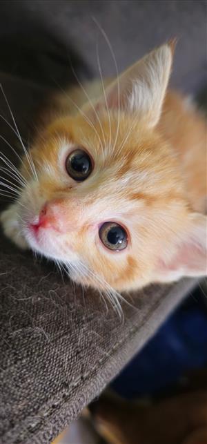 Beautiful 7 week old kittens 