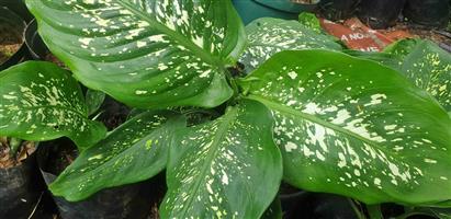 Dieffenbachia