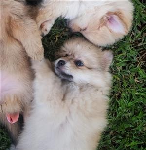 Toypom puppies.