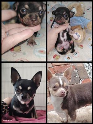 2 gorgeous chocolate and tan male Chihuahua Puppies