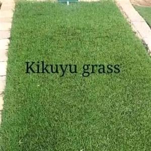 Kikuyu grass at low prices