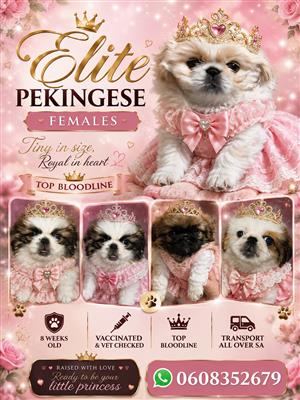 Pekingese Puppies