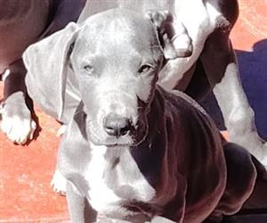 Great Dane puppies available 