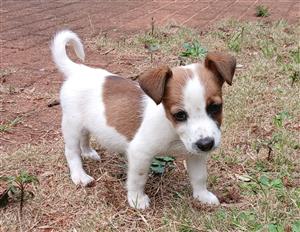 Jack Russell Puppies 