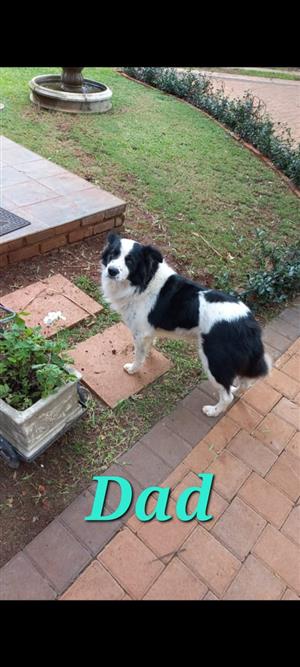 Border Collie Puppies