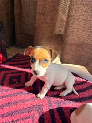 Jack Russel Puppies. Mom is Jack Russel/ Dad is Jack Russel/Dashund