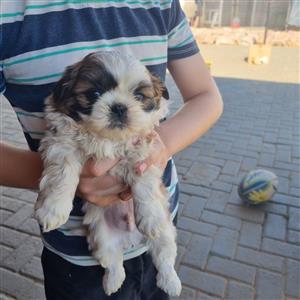 Gorgeous Shih Tzu males available 