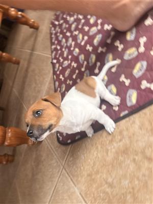 Jack Russel puppies