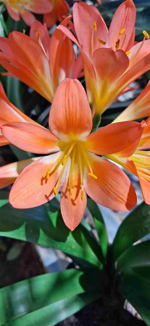 Clivia for sale