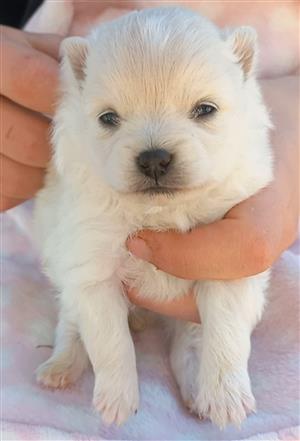 Pomeranian Toypom puppies
