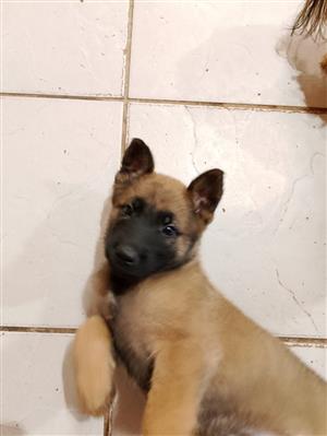 Belgium Malinois pups