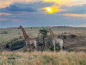 Magnificent game farm perfect for wildlife enthusiasts