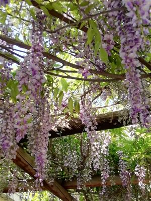  Bargain! Wisteria plants 2 years old in pots