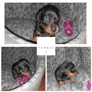 Dachshund puppies for sale 