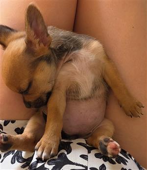 Female Chihuahua