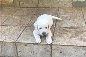 Labrador Puppies - Vaccinated