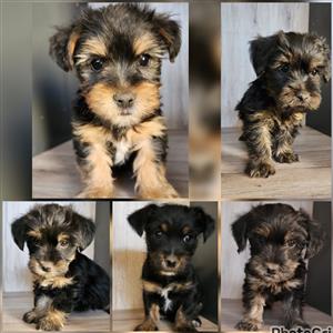 Yorkie male puppies 
