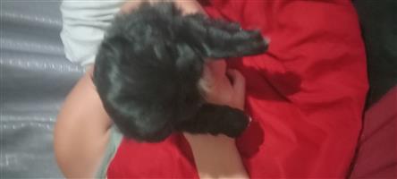Pikganese puppies 