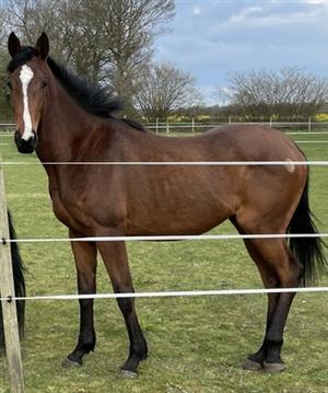 Gorgeous 2 year old filly