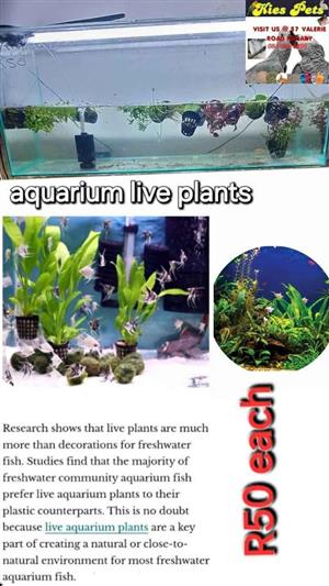 Aquarium plants