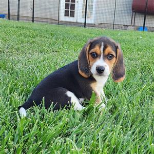 Beagle puppies for sale