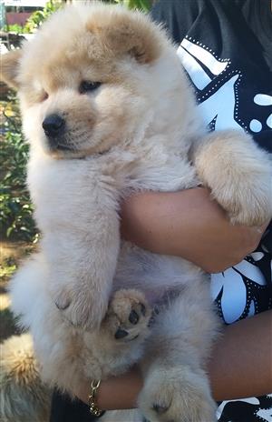 CREAM CHOW MALE AVAILABLE 
