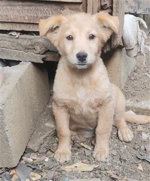 Labrador retriever male puppy 