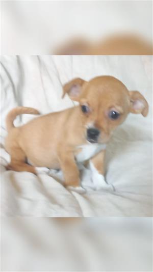 Miniature dachshund best sale x chihuahua