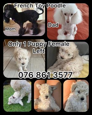French Toy Poodle For Sale