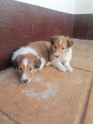 Rough Collie Puppies For Sale 