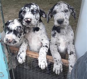 Great Dane Puppies pure bred