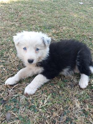 Border Collies/Skaaphondjies