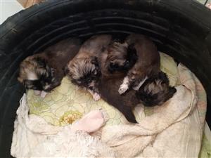 Four male Pekingese puppies 