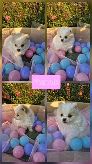 Purebred Pomeranian (female)