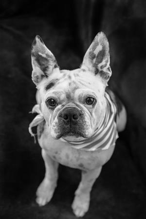 Boston Terrier Puppies