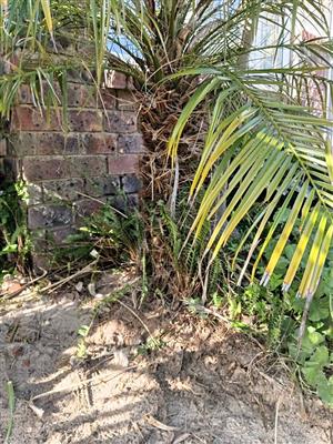 Plant For free. Person just need to take it out.