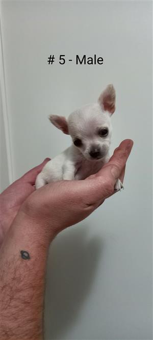 Chihuahua × Pug Puppies For Sale