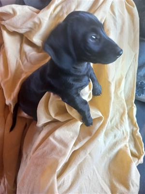 Black Dachshund male puppy 