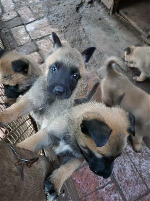 Belgian Malinois Puppies.