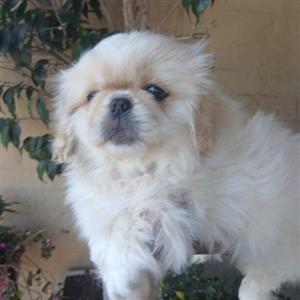 Pekingese 