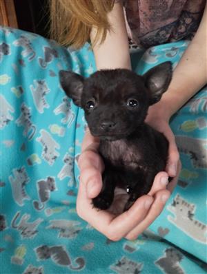 Chihuahua puppies available to approved home 