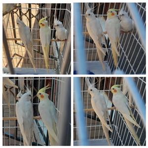 Cockatiels for sale